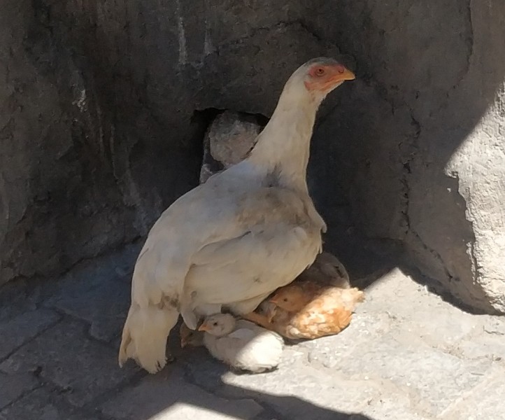 IMG_20230504_110800-2